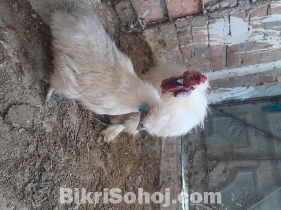 সিল্কি রানিং একজোড়া